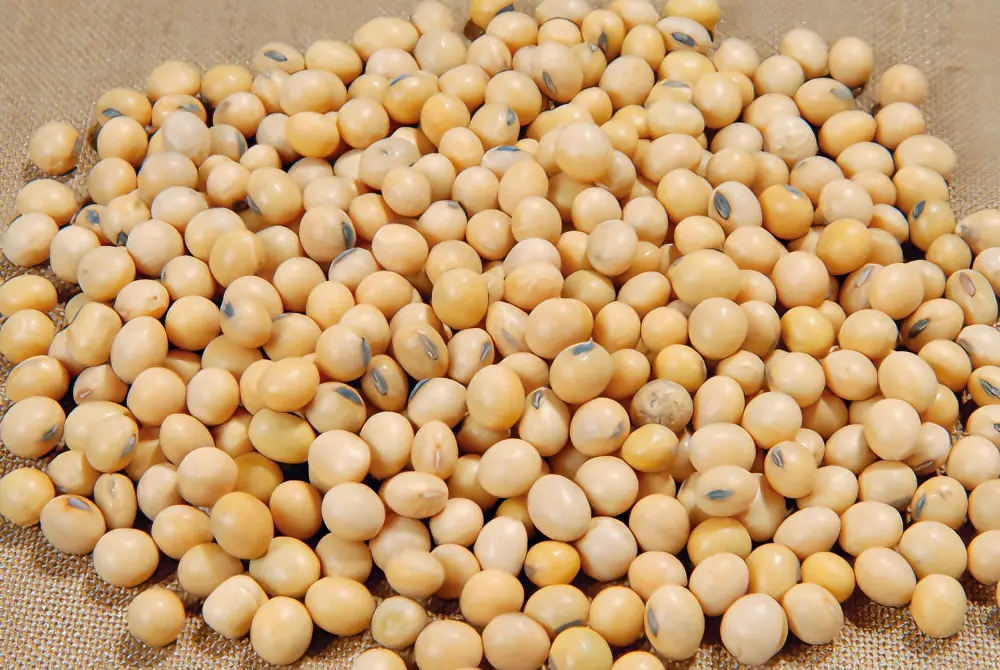 精選黃豆